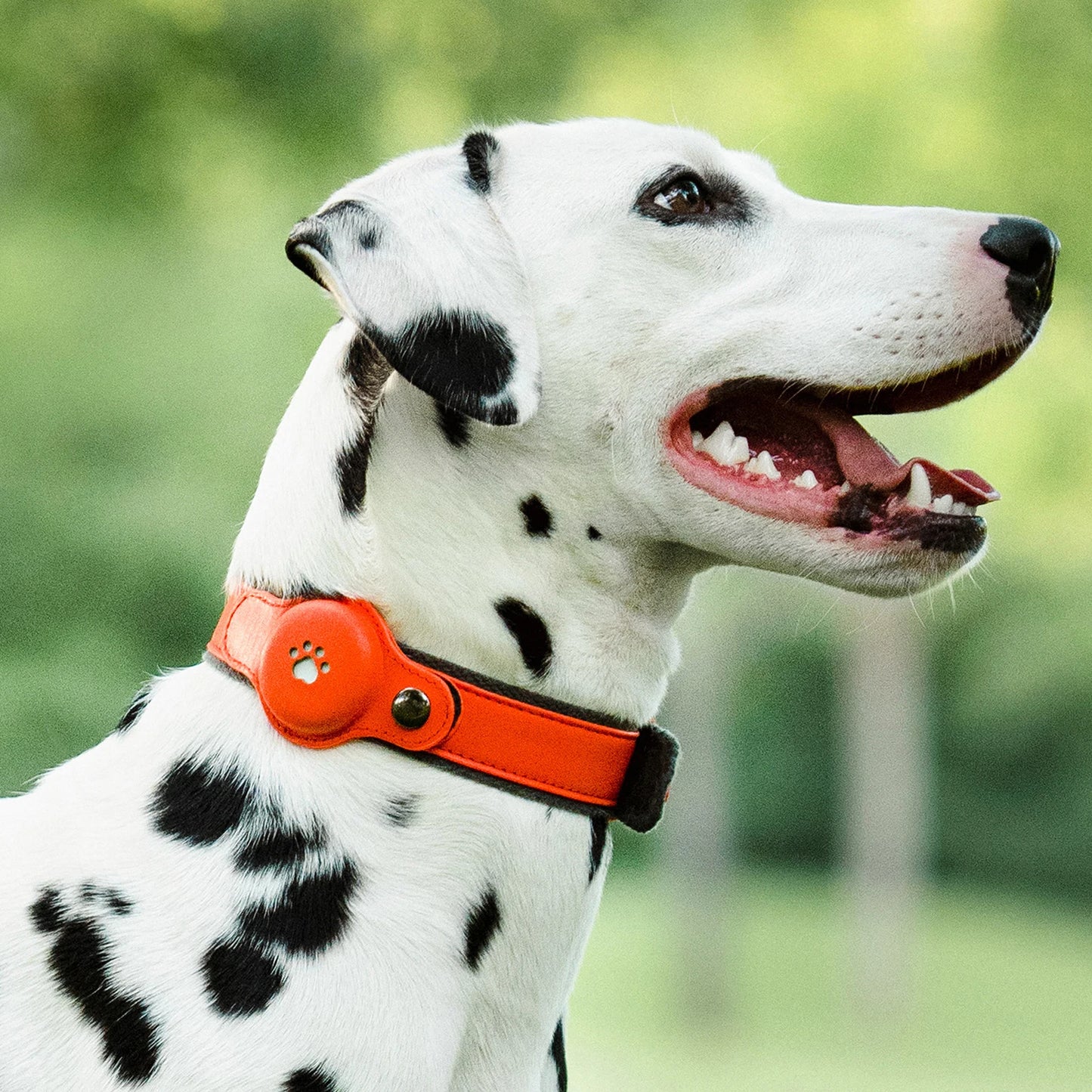 Collar con GPS para Perros para iOS con Sistema Bluetooth